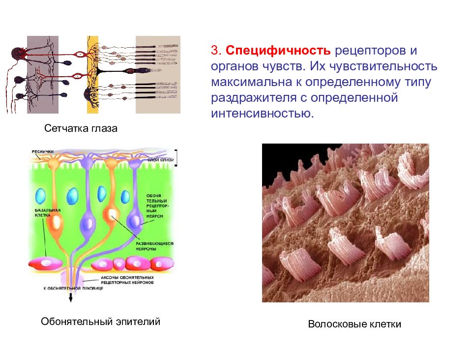 Ощущение рецепторы. Специфичность рецепторов. Специфичность органов чувств. Принцип специфичности рецепторов. Специфичность органов чувств физиология.