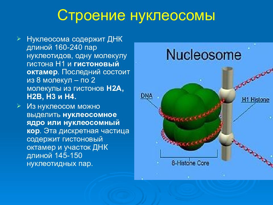 Белок содержит днк. Функции нуклеосом. Гистоновые белки нуклеосомы. Строение и функции нуклеосом. Строение хромосомы нуклеосома гистоны.