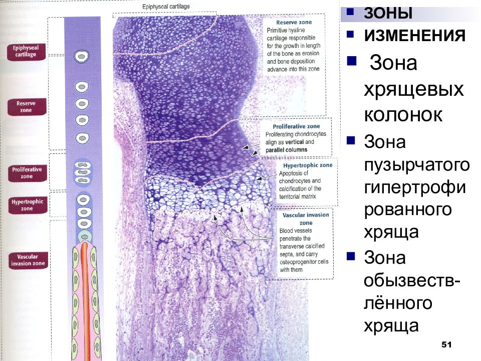 Скелетные ткани презентация