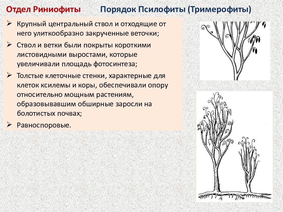 Древние сосудистые растения