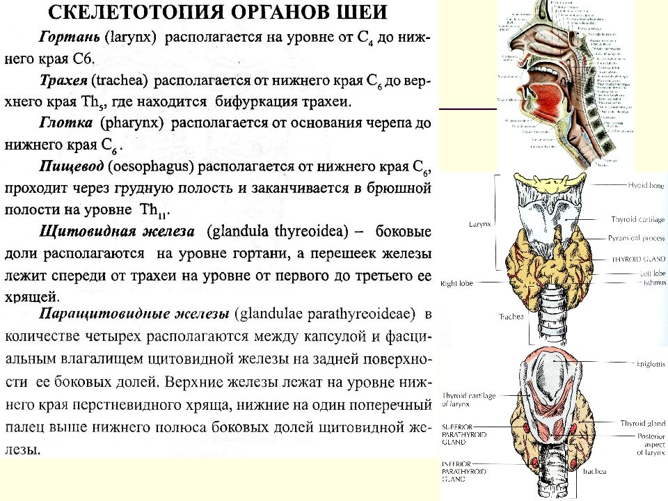 Топографическая анатомия органов шеи презентация