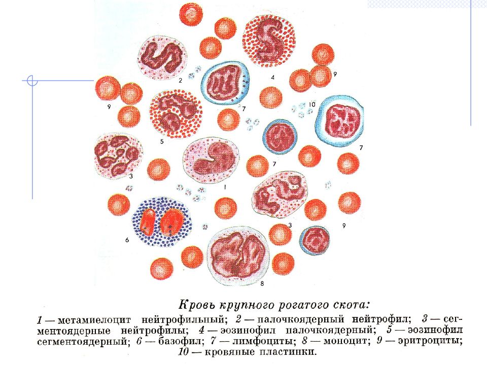 Тест клетки крови. Строение ткани крови человека. Форменные элементы крови гистология. Кровь соединительная ткань строение.