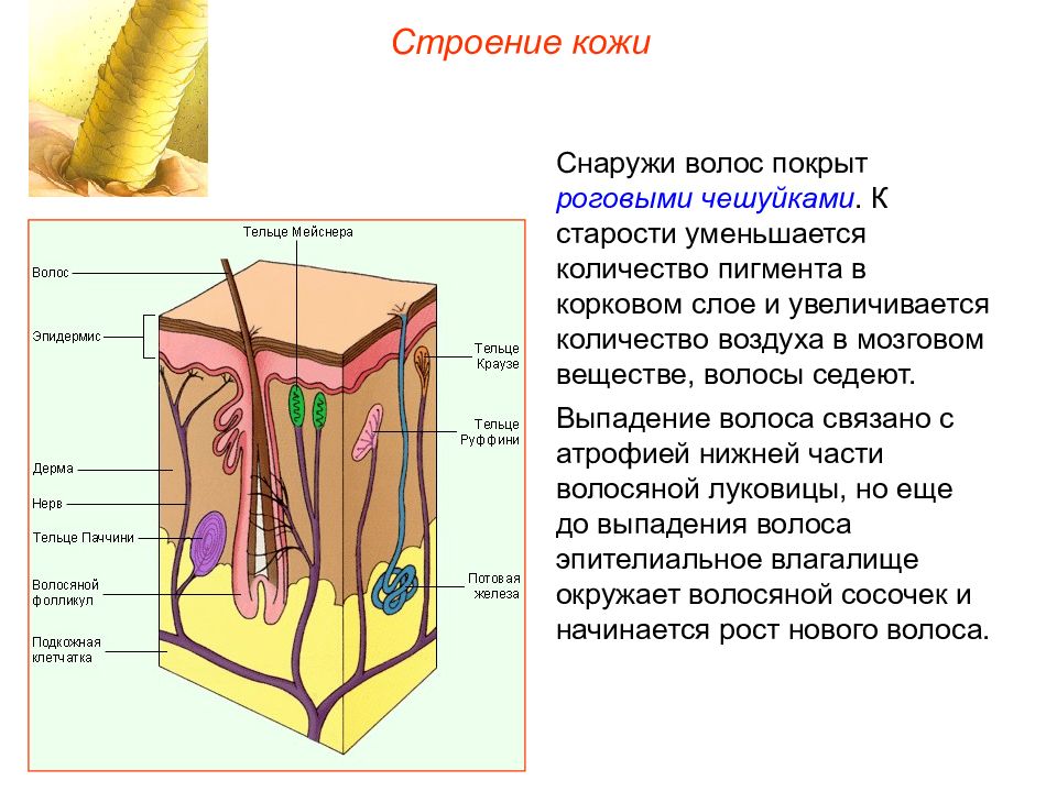 Кожный анализатор презентация