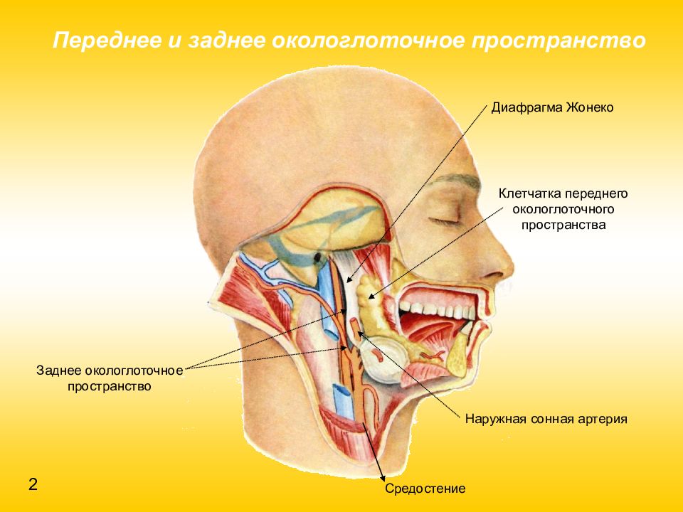 Лицевая область. Окологлоточное клетчаточное пространство. Окологлоточное клетчаточное пространство топографическая анатомия. Окологлоточное (парафарингеальное) пространство. Переднее окологлоточное клетчаточное пространство.