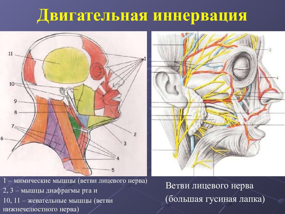 Лицевой иннервации. Иннервация коленного сустава анатомия. Кровоснабжение жевательных мышц анатомия. Иннервация лицевых мышц. Иннервация колена.