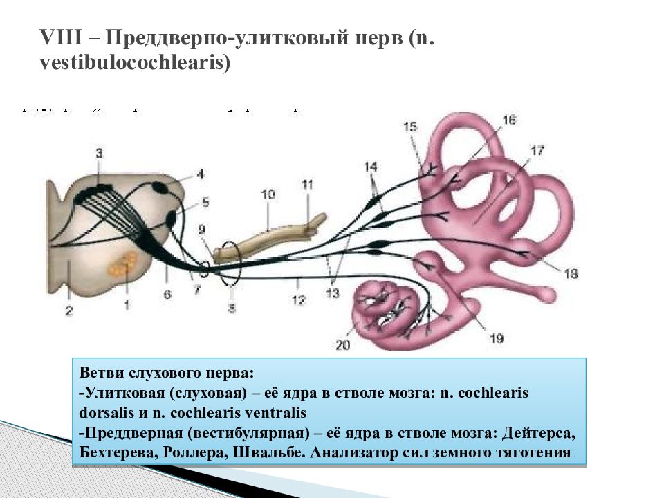 Слуховой нерв рисунок