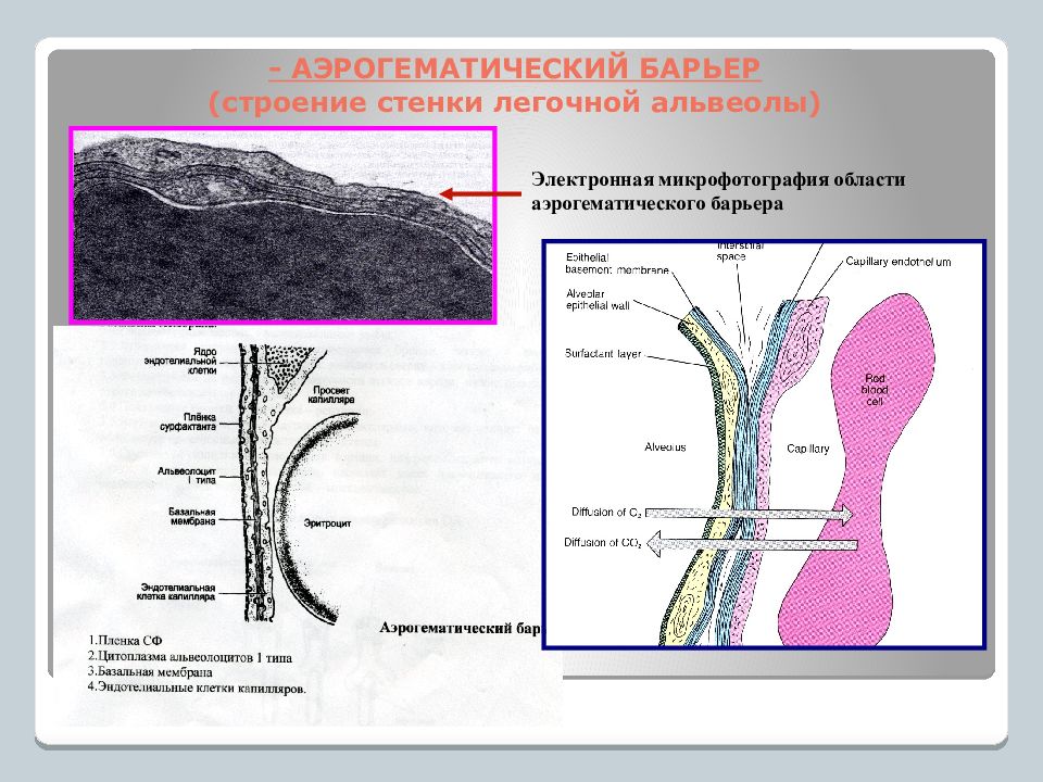 Строение стенки альвеолы