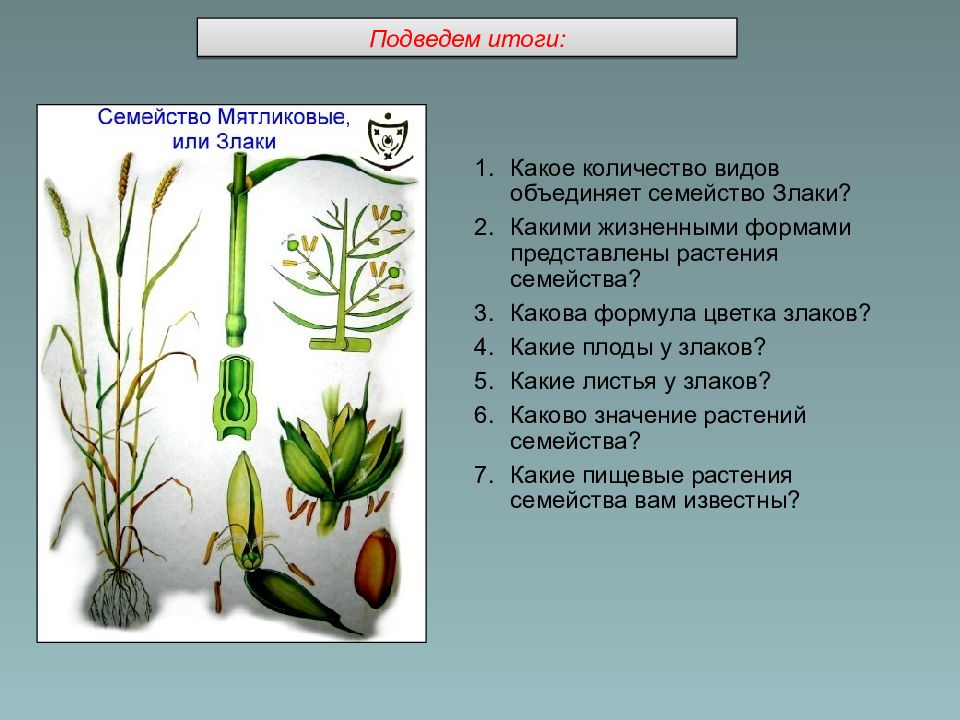 Какими жизненными формами представлены