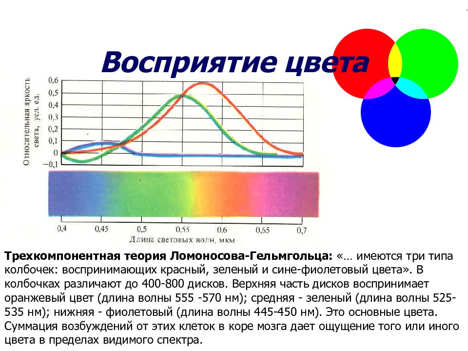 Восприятие цвета. Теория Ломоносова-Юнга-Гельмгольца. Теория цветового зрения Ломоносова. Схема трехкомпонентной теории цветового зрения Гельмгольца. Теории цветового зрения Юнга-Гельмгольца.