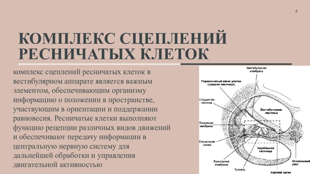 Комплекс сцеплений ресничатых клеток