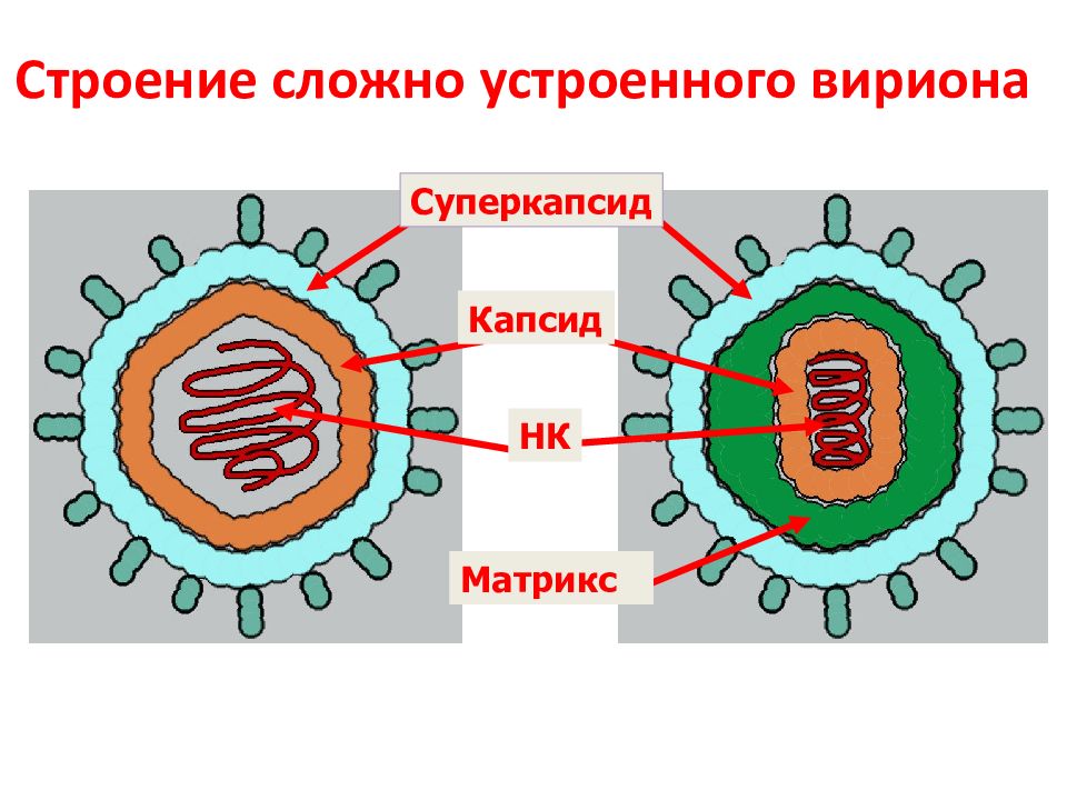 Вирусная частица. Строение вириона микробиология. Вирион структура вириона. Строение капсида вириона. Строение вируса капсид суперкапсид.