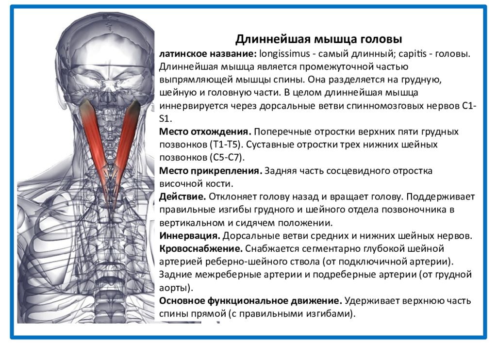 Шейный отдел правая сторона