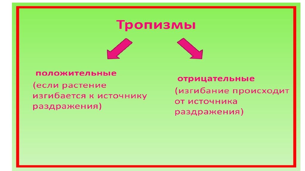 Положительный фототропизм