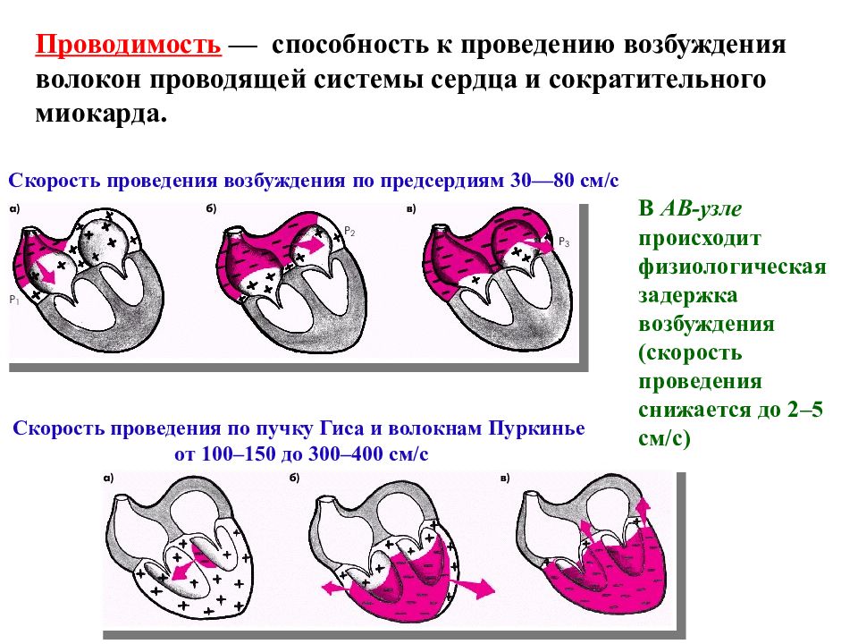 Скорость возбуждения. Скорость проведения в проводящей системе сердца. Скорость проведения возбуждения по структурам сердца. Скорость проведения возбуждения по миокарду. Скорость проведения возбуждения по проводящей системе сердца.