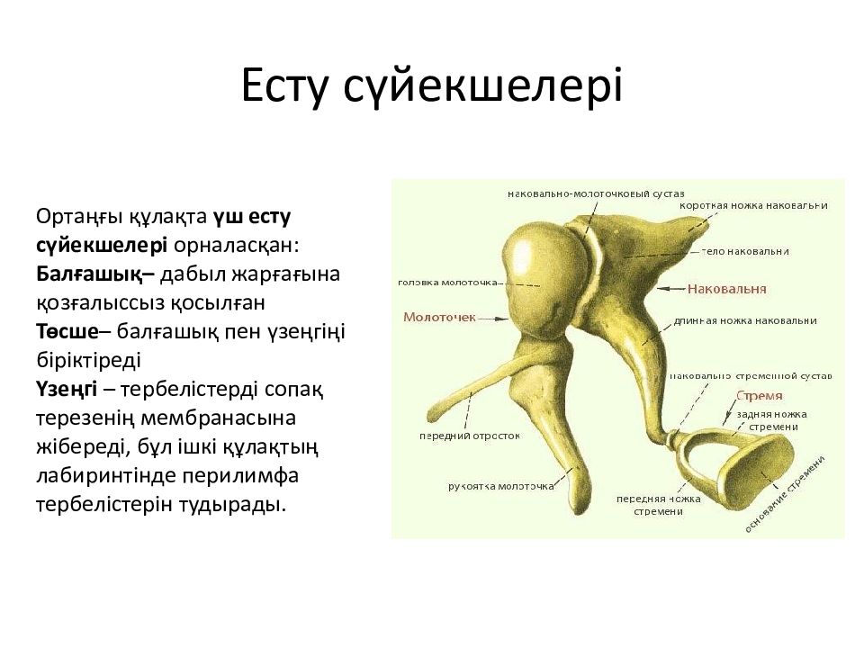 Слуховые косточки пресмыкающегося. Слуховые косточки. Ossicula auditus. Перилимфа.