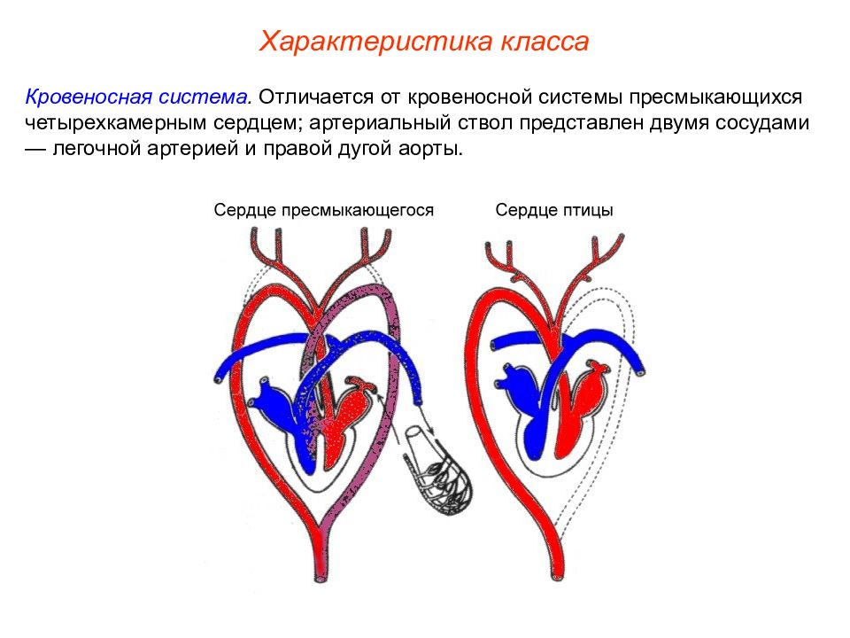 Отделы сердца пресмыкающиеся. Кровеносная система пресмыкающихся 7 класс биология. Кровеносная система рептилий 7 класс биология. Пресмыкающиеся кровеносная система круги кровообращения. Строение кровеносной системы и сердца рептилии.