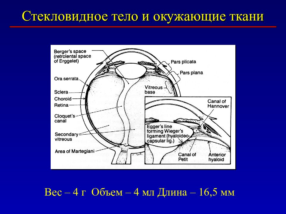 Стекловидное тело это. Стекловидное тело. Патология стекловидного тела. Состав стекловидного тела. Цистерны и каналы стекловидного тела.