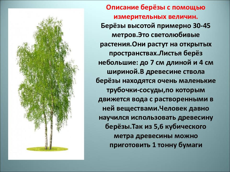 Рассказать о березе. Описание березы. Опиши березу. Научное и художественное описание березы.