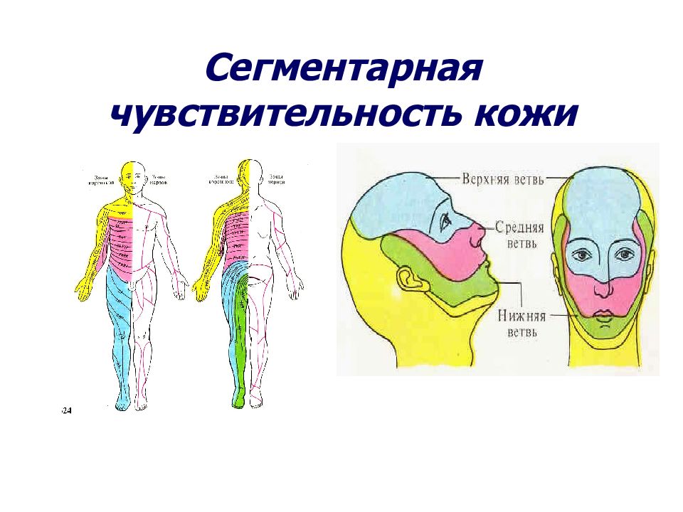 Чувствительность кожи. Сегментарная чувствительность. Сегментарная иннервация кожи лица. Чувствительная иннервация лица сегментарный Тип. Кожная сегментарная чувствительность.