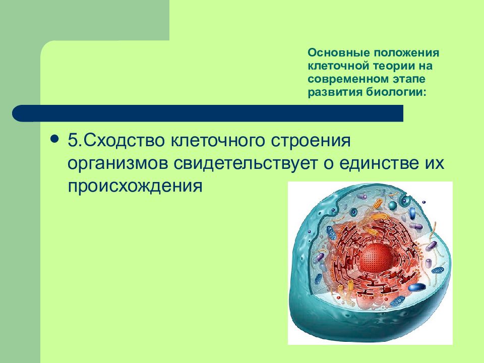 Доказательство клеточного строения организмов. Теория строения клетки. Основные положения клеточной теории на современном этапе. Презентация на тему клеточная теория строения организмов. Сходство клеточного строения организмов.