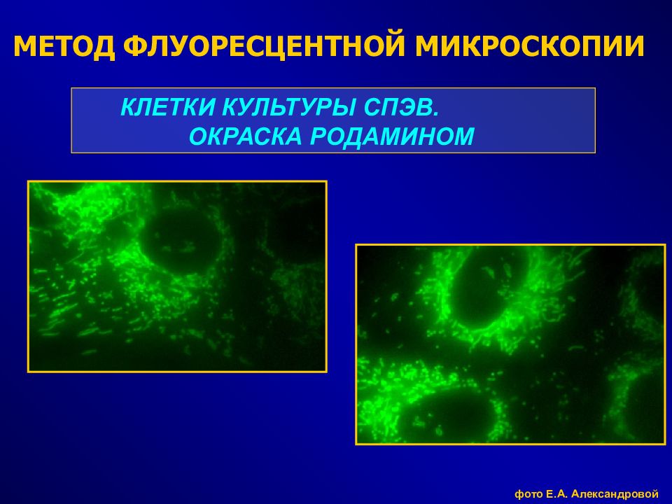 Флуоресцентная микроскопия метод