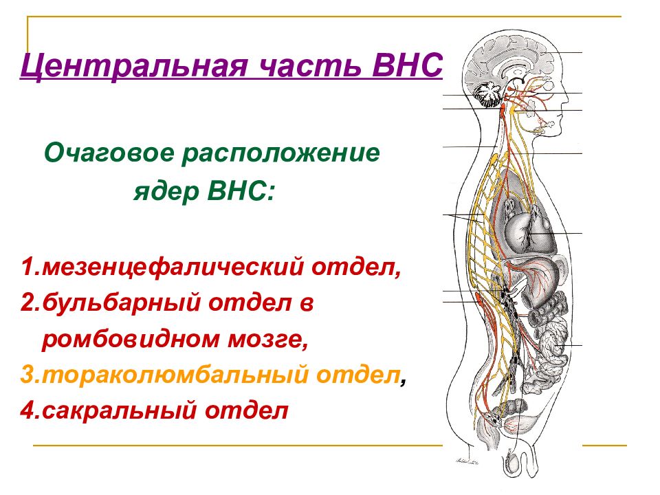 Вегетативные ядра содержат. Вегетативная нервная система схема спинного мозга. Тораколюмбальный отдел спинного мозга. Центральный отдел ВНС ядра. Тораколюмбальный отдел вегетативной нервной системы.