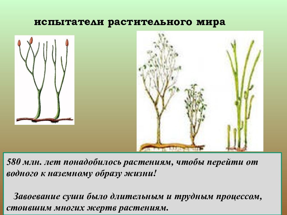 Презентация развитие растительного мира на земле 6 класс презентация