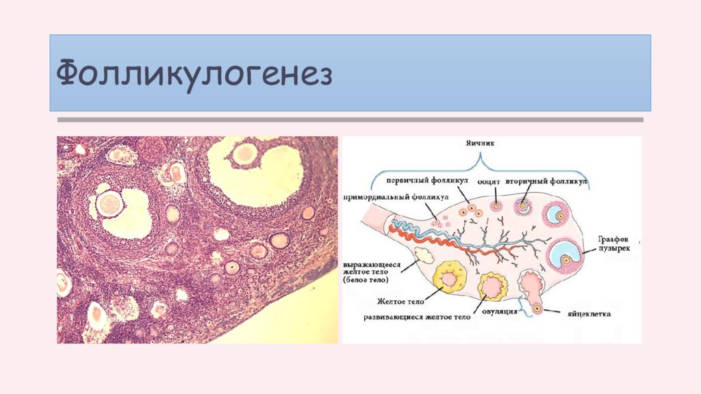 Периоды репродуктивного цикла. Нормальный яичник в репродуктивном периоде.. Стадия фолликулогена. Фолликулы с кистозной трансформацией в репродуктивном периоде.