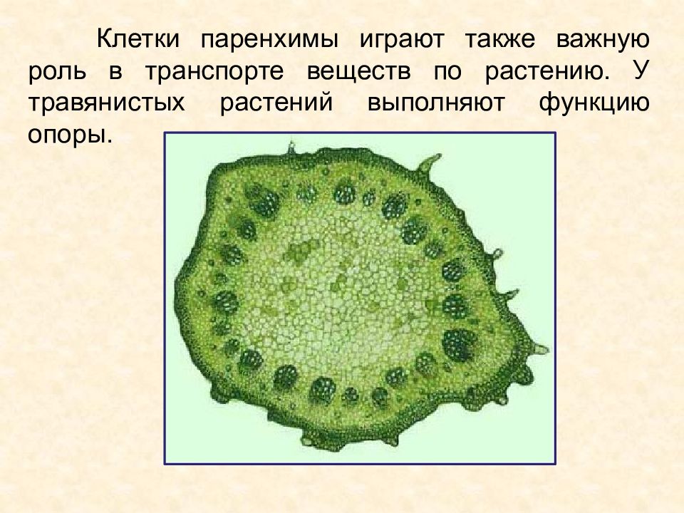 Что значит паренхима. Паренхимные ткани растений. Паренхима строение и функции. Клетки паренхимы. Хлорофиллоносная паренхима.