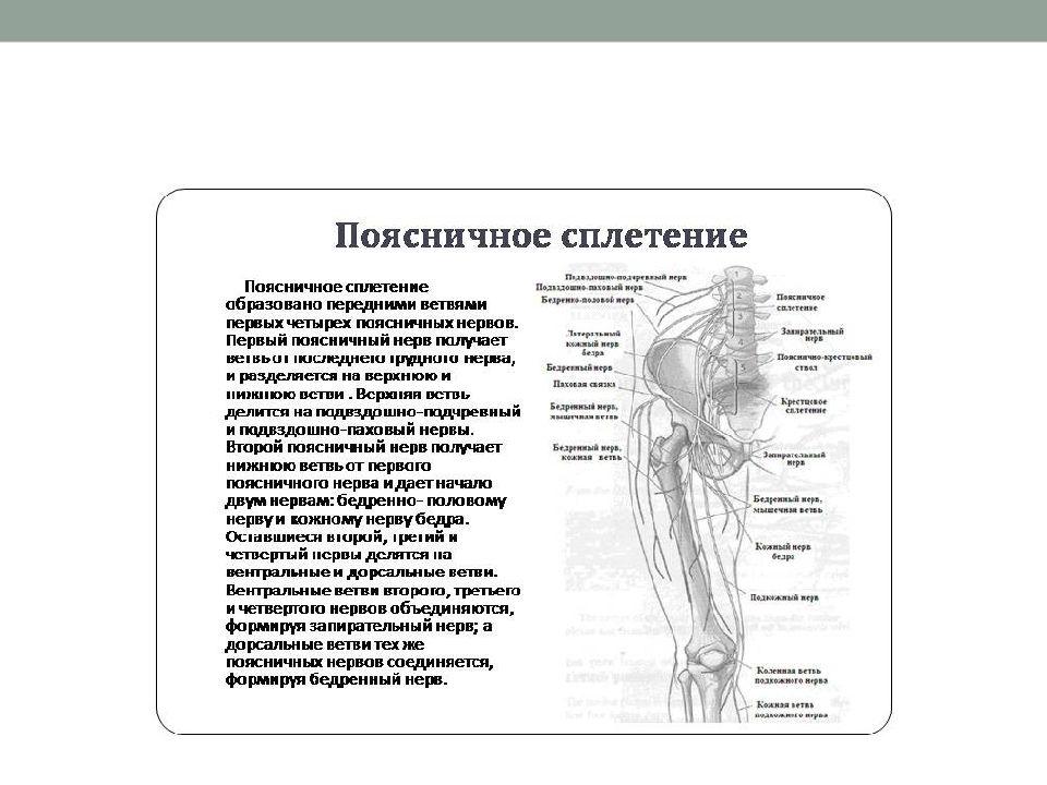 Поясничное сплетение анатомия. Пояснично-крестцовое сплетение таблица. Крестцовое сплетение иннервирует таблица. Ветви поясничного сплетения иннервируют. Пояснично крестцовое сплетение иннервация.