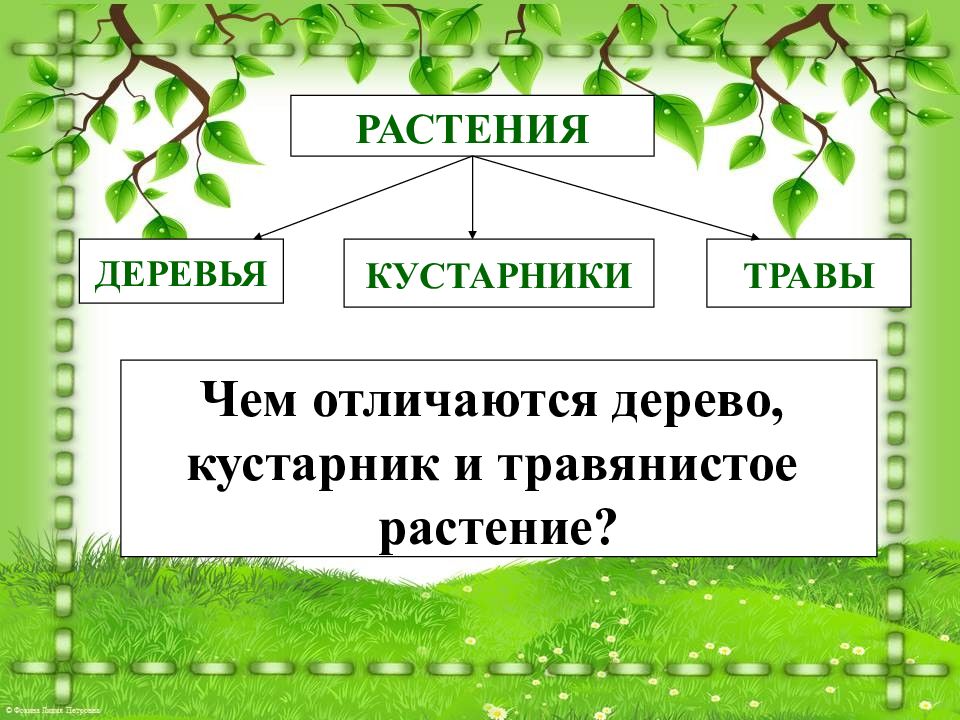 Какие бывают растения 2 класс окружающий мир