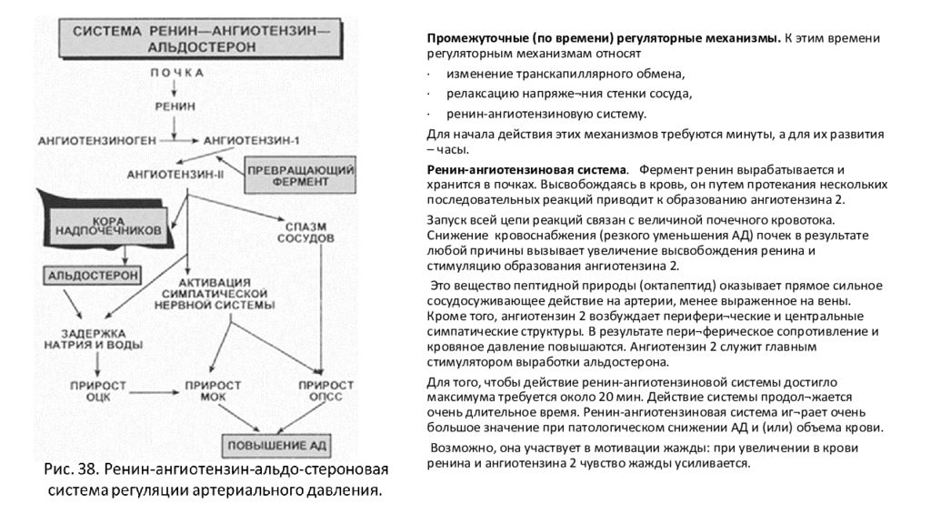 Ренин ангиотензин альдостероновая система презентация