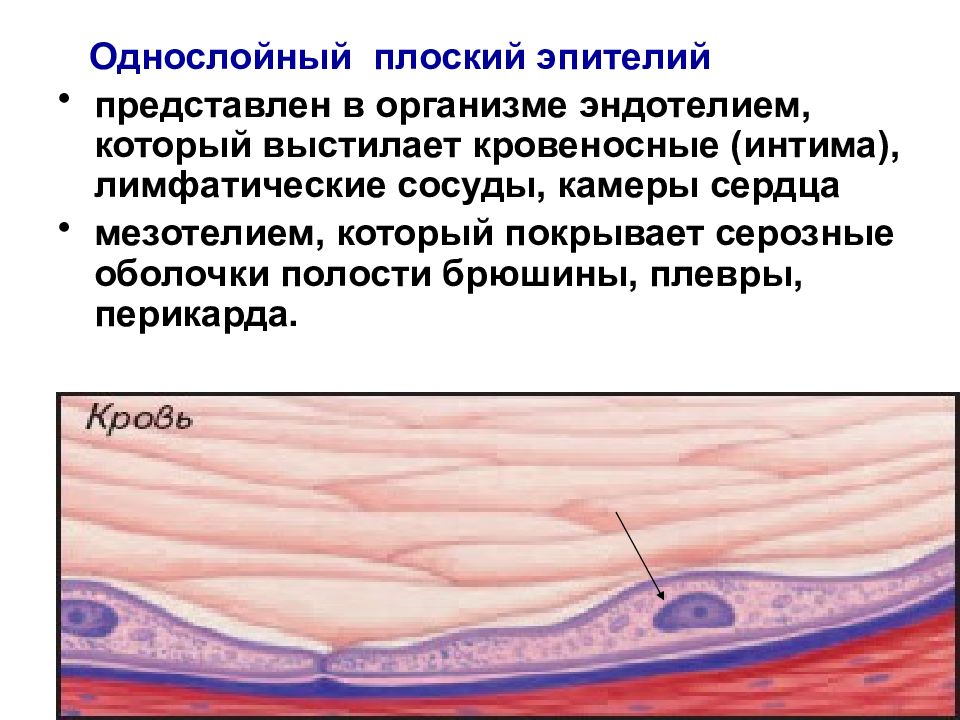 Однослойный плоский эпителий выстилает. Однослойный эпителий эндотелий. Однослойный плоский эпителий эндотелий. Эпителий выстилающий перикард. Эндотелий гистология.