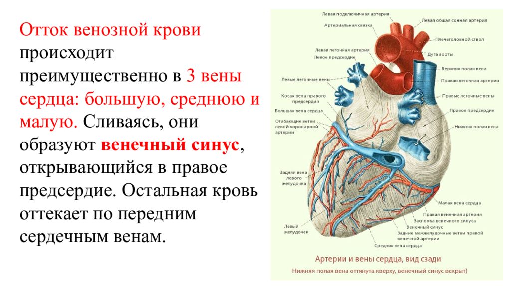 Какие сосуды в левом предсердии. Система венечного синуса сердца. Вены системы венечного синуса сердца. Венечный венозный синус сердца. Вены сердца 3 системы система вен венечного синуса.