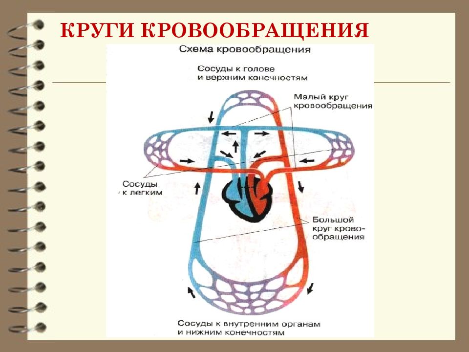 Малый и большой круг кровообращения млекопитающих схема