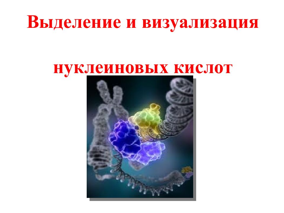 Выделение и визуализация нуклеиновых кислот
