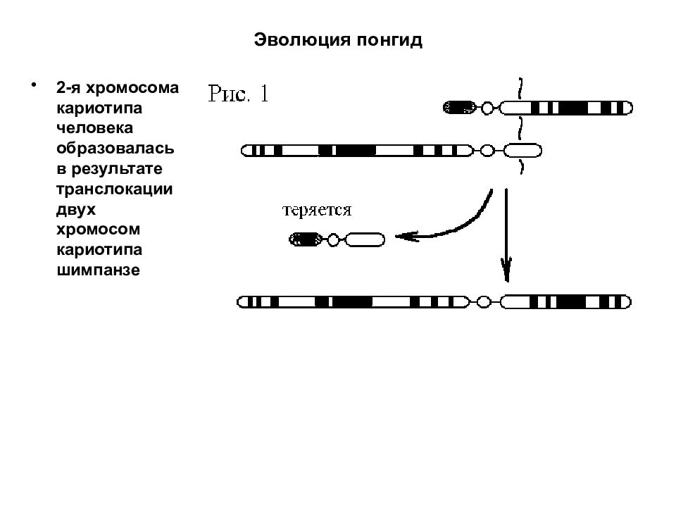 вторая хромосома человека. хромосомы человека. вторая хромосома человека. вторая хромосома человека. 2 хромосома человека локусы.
