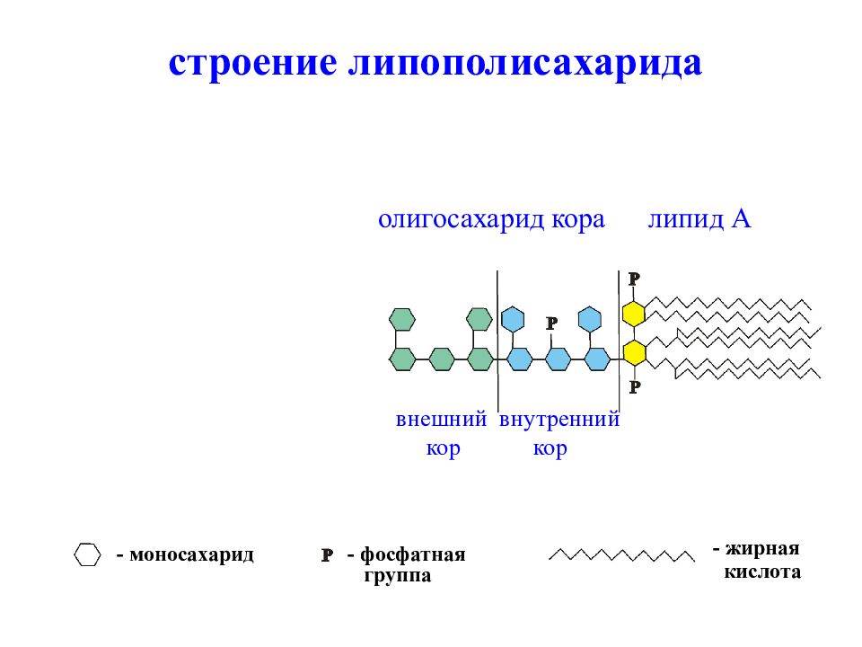 Липополисахарид. Липополисахариды клеточной стенки бактерий. Липополисахариды клеточная стенка грамотрицательных бактерий. Липополисахарид клеточной стенки грамотрицательных бактерий. Липополисахарид строение.