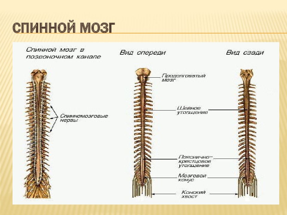 Тонкий пучок спинного мозга