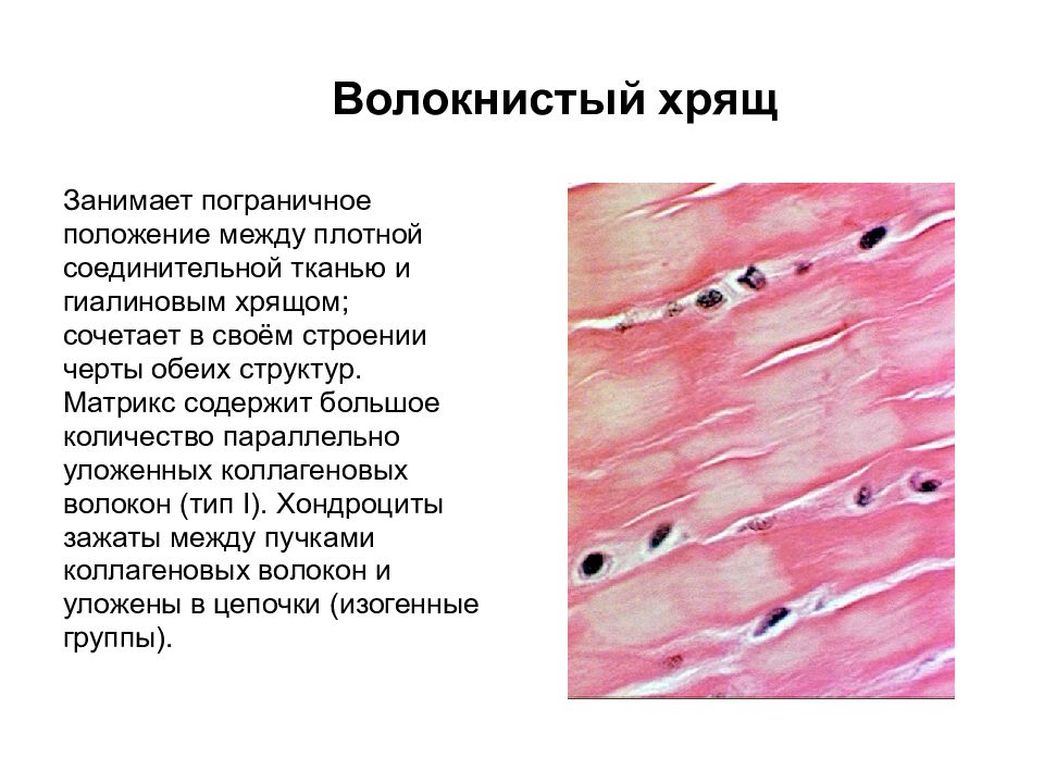 Волокнистый хрящ гистология