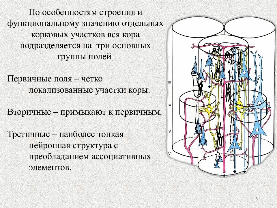 Отдельный смысл. Корковые колонки. Модульная (корковые колонки). Корковая колонка (модуль).. Слои колонки зоны коры.