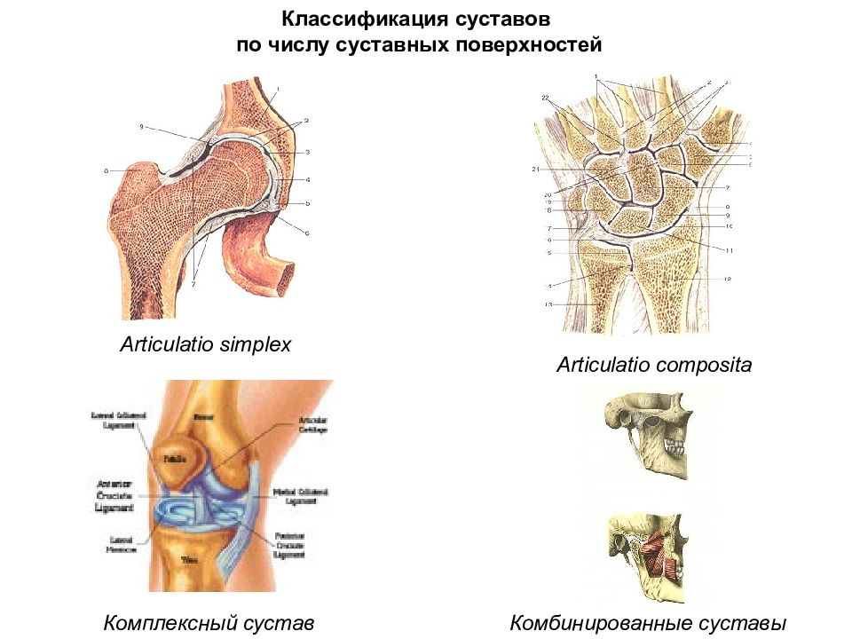 Сочленение суставов. Классификация суставов комплексные. Суставы по числу суставных поверхностей. Классификация суставов по числу суставных поверхностей. Articulatio cotylica.