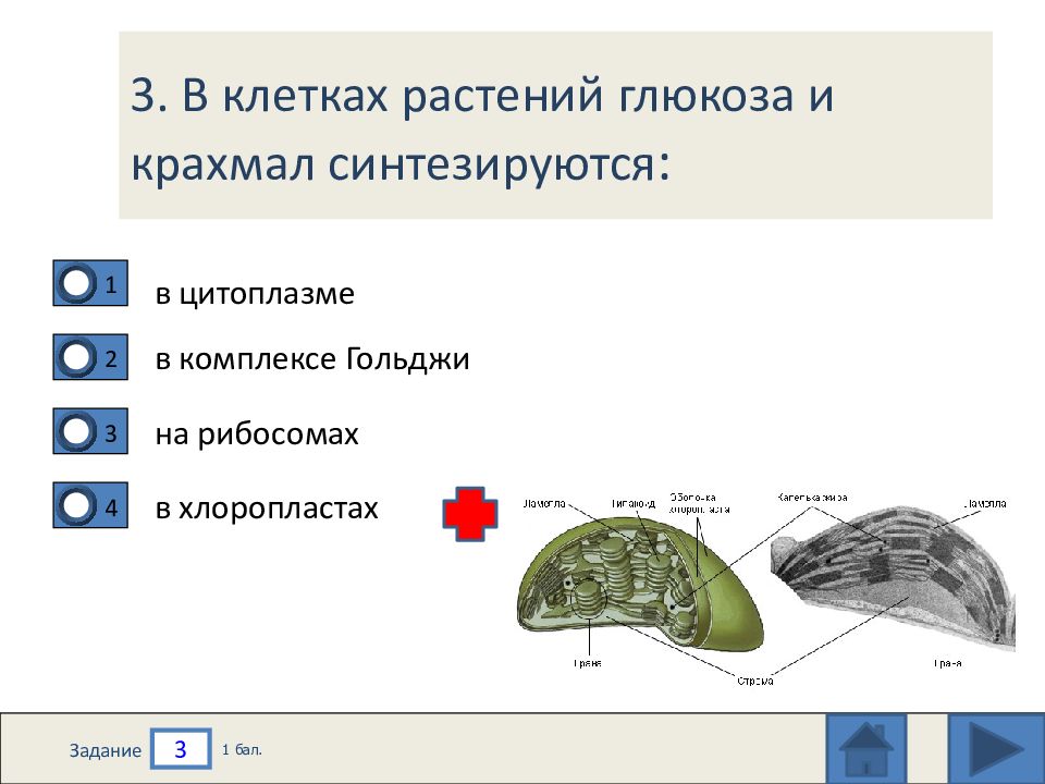 Энергетический обмен происходит в вакуолях хлоропластах