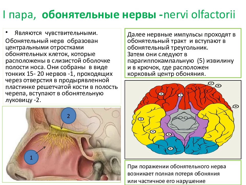 Обонятельный ход. Обонятельный нерв анатомия кратко. 1 Пара черепных нервов обонятельный нерв. Строение и функции обонятельных нервов. I пара – обонятельный нерв (nn. Olfactorii.