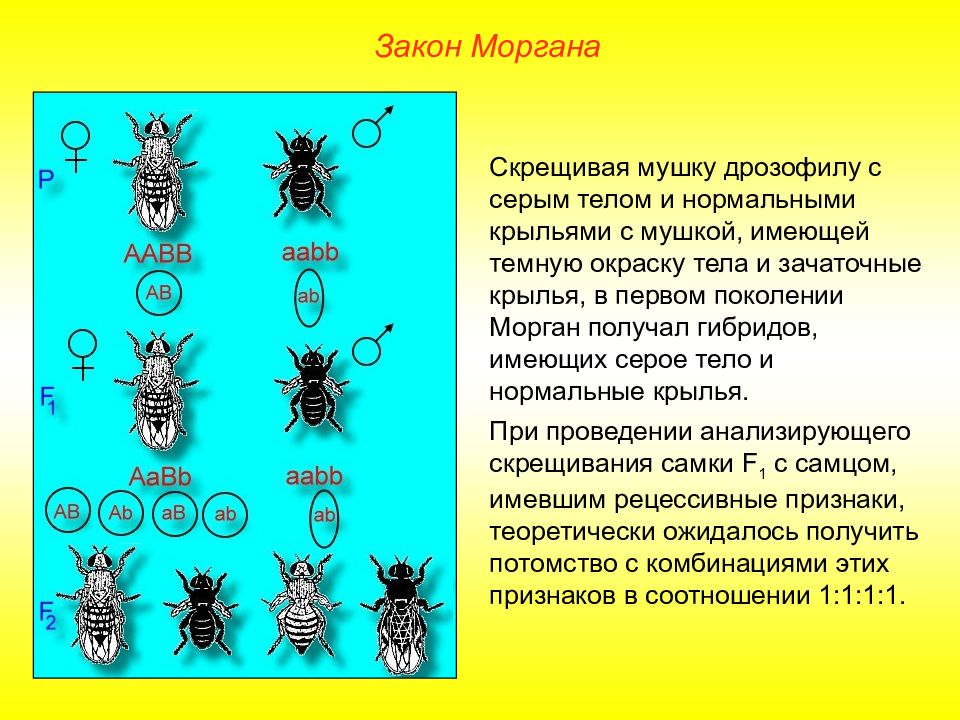 Презентация хромосомная теория наследственности закон моргана 10 класс