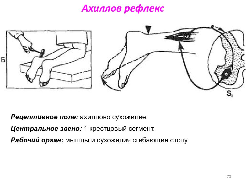 Рецептивное поле рефлекса. Схема рефлекторной дуги ахиллова рефлекса. Ахиллов рефлекс схема рефлекторной дуги. Ахиллов рефлекс 5 звеньев. Рефлекторная дуга ахиллова рефлекса.