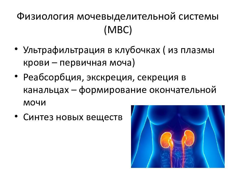 Какие органы мочевыделительной системы показаны на рисунке под цифрами 1 5