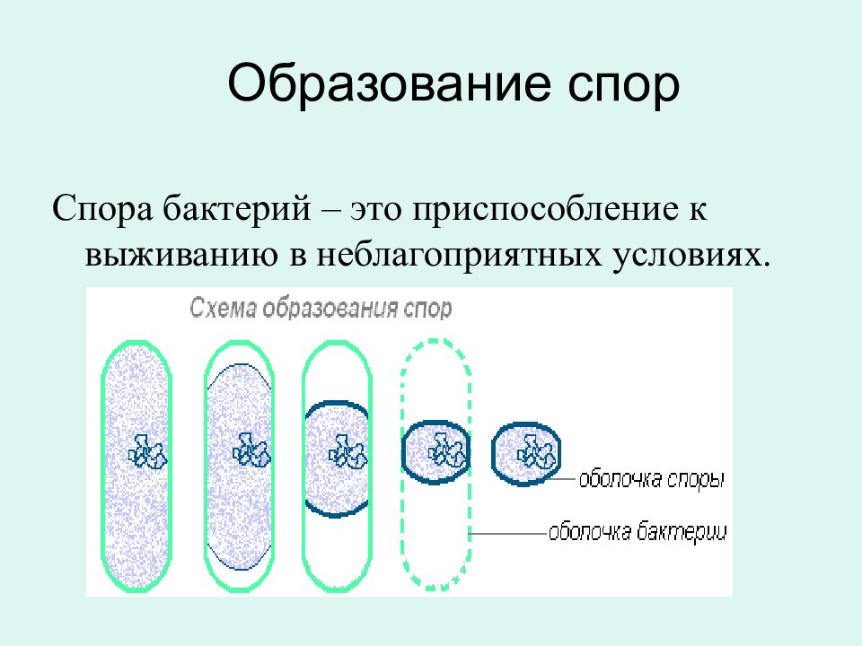 Размножение бактерий рисунок