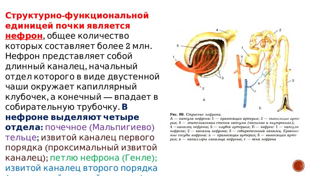 Функциональная единица почки. Структурно-функциональной единицей почки является нефрон. Что является функциональной единицей почки. Структура функциональной единицей почки является. Приносящая и выносящая артерии нефрона.