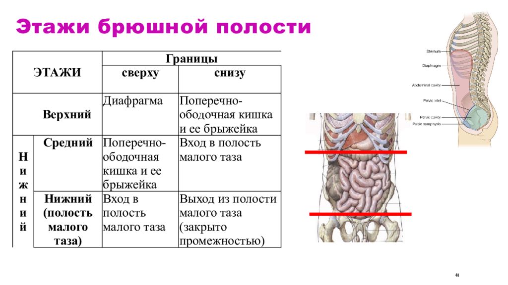 Прямая кишка отношение к брюшине